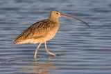 curlew