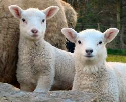 lambs